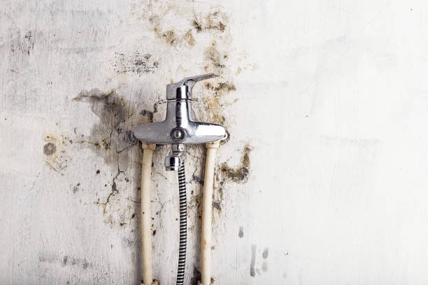 Best Professional Mold Removal  in Elkhart, TX