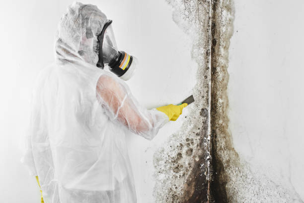 Best Affordable Mold Removal  in Elkhart, TX