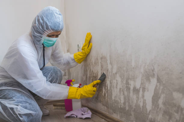 Best Fast Mold Removal  in Elkhart, TX