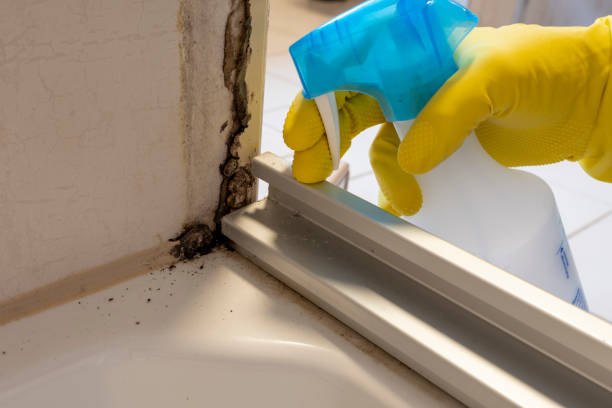 Best Certified Mold Removal  in Elkhart, TX