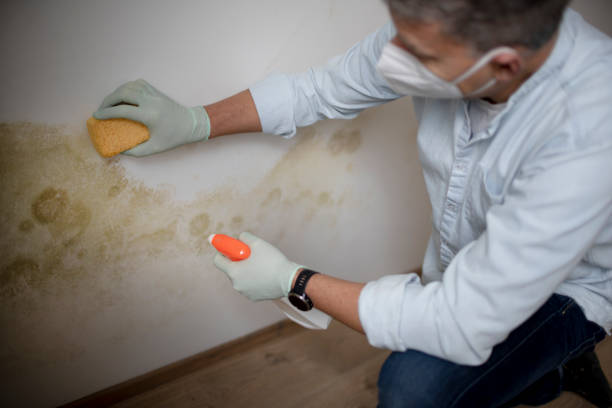 Best Black Mold Removal  in Elkhart, TX
