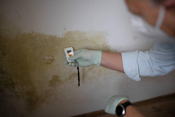 Best Same-Day Mold Removal  in Elkhart, TX