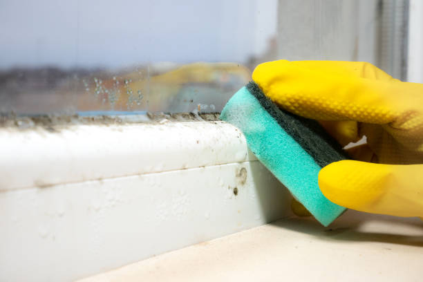 Best Mold Removal and Inspection  in Elkhart, TX