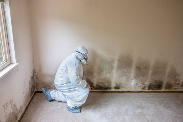 Best Mold Damage Repair  in Elkhart, TX