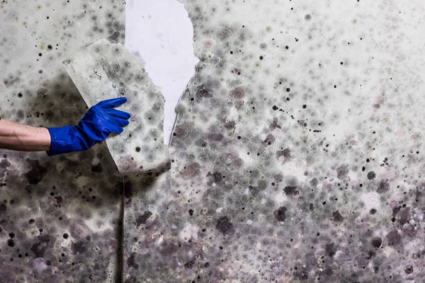 Best Crawl Space Mold Removal  in Elkhart, TX