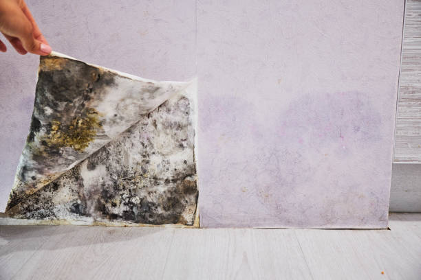 Best Attic Mold Removal  in Elkhart, TX